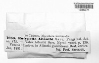 Diaporthe tuberculosa image
